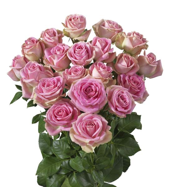 ROSE BR. WENDY 60